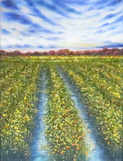 Little Field of Flowers